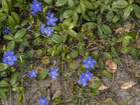 Vinca minor 27, Kleine maagdenpalm, Saxifraga-Jan van der Straaten