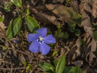 Vinca minor 28, Kleine maagdenpalm, Saxifraga-Jan van der Straaten