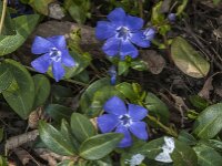 Vinca minor 29, Kleine maagdenpalm, Saxifraga-Jan van der Straaten