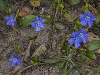 Vinca minor 30, Kleine maagdenpalm, Saxifraga-Jan van der Straaten