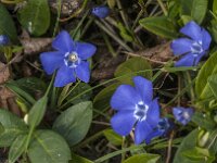 Vinca minor 35, Kleine maagdenpalm, Saxifraga-Jan van der Straaten