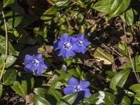 Vinca minor 37, Kleine maagdenpalm, Saxifraga-Jan van der Straaten