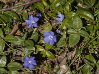 Vinca minor 38, Kleine maagdenpalm, Saxifraga-Jan van der Straaten