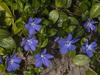 Vinca minor 41, Kleine maagdenpalm, Saxifraga-Jan van der Straaten