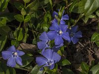 Vinca minor 44, Kleine maagdenpalm, Saxifraga-Jan van der Straaten