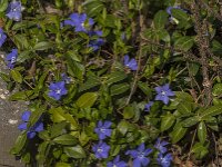 Vinca minor 45, Kleine maagdenpalm, Saxifraga-Jan van der Straaten