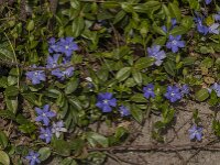 Vinca minor 46, Kleine maagdenpalm, Saxifraga-Jan van der Straaten