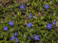 Vinca minor 48, Kleine maagdenpalm, Saxifraga-Jan van der Straaten