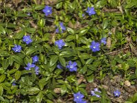 Vinca minor 49, Kleine maagdenpalm, Saxifraga-Jan van der Straaten
