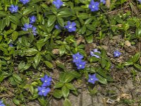 Vinca minor 50, Kleine maagdenpalm, Saxifraga-Jan van der Straaten