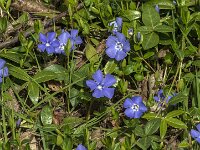 Vinca minor 51, Kleine maagdenpalm, Saxifraga-Jan van der Straaten