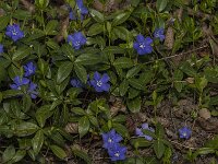 Vinca minor 55, Kleine maagdenpalm, Saxifraga-Jan van der Straaten
