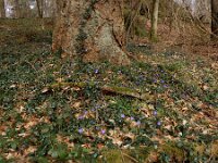 Vinca minor 62, Kleine maagdenpalm, Saxifraga-Ed Stikvoort : Müllerthal - Beaufort - Larochelle