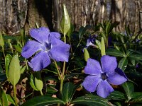 Vinca minor 65, Kleine maagdenpalm, Saxifraga-Ed Stikvoort