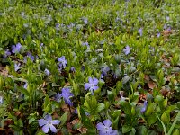 Vinca minor 67, Kleine maagdenpalm, Saxifraga-Ed Stikvoort