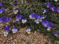 Viola  dacica