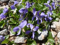 Viola adriatica