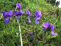 Viola aetnensis 1, Saxifraga-Rutger Barendse