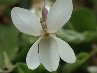 Viola alba ssp scotophylla 3, Saxifraga-Marijke Verhagen