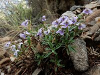 Viola arborescens