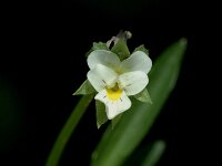 Viola arvensis 1, Akkerviooltje, Saxifraga-Marijke Verhagen