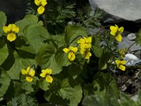 Viola biflora, Twin-flowered Yellow Violet