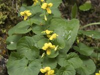 Viola biflora 20, Saxifraga-Willem van Kruijsbergen