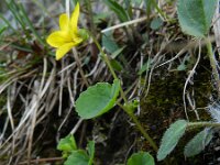 Viola biflora 22, Saxifraga-Rutger Barendse