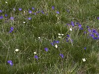 Viola calcarata 1, Saxifraga-Jan van der Straaten