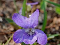 Viola canina, Heath Dog-violet