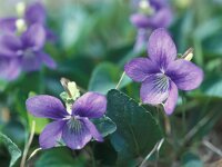 Viola canina 5, Hondsviooltje, Saxifraga-Hans Dekker