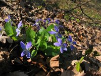 Viola canina 7, Hondsviooltje, Saxifraga-Jasenka Topic