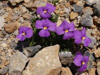 Viola cenisia