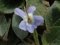 Viola collina 1, Saxifraga-Marijke Verhagen