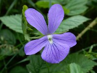 Viola cornuta