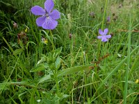 Viola cornuta 2, Hoornviooltje, Saxifraga-Ed Stikvoort : Refugio de Aliva - Sotres s9900