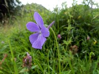 Viola cornuta 3, Hoornviooltje, Saxifraga-Ed Stikvoort : Refugio de Aliva - Sotres s9900
