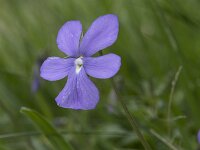 Viola cornuta 4, Hoornviooltje, Saxifraga-Willem van Kruijsbergen