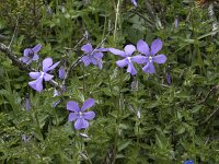 Viola cornuta 5, Hoornviooltje, Saxifraga-Willem van Kruijsbergen