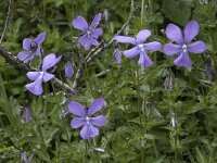 Viola cornuta 6, Hoornviooltje, Saxifraga-Willem van Kruijsbergen