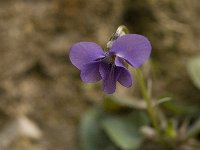 Viola cretica