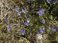 Viola curtisii