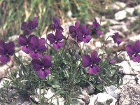 Viola dubyana 1, Saxifraga-Eugen Schaub