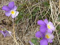 Viola elegantula