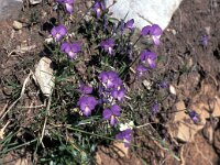 Viola graeca