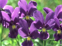 Viola guestphalica 1, Saxifraga-Eugen Schaub