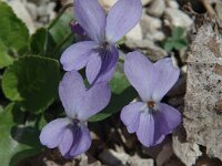 Viola hirta, Hairy Violet