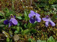 Viola hirta 19, Ruig viooltje, Saxifraga-Ed Stikvoort : Meijendel s9900