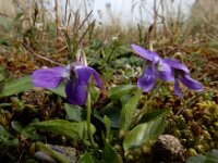 Viola hirta 21, Ruig viooltje, Saxifraga-Ed Stikvoort : Meijendel