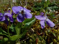 Viola hirta 22, Ruig viooltje, Saxifraga-Ed Stikvoort : Meijendel s9900